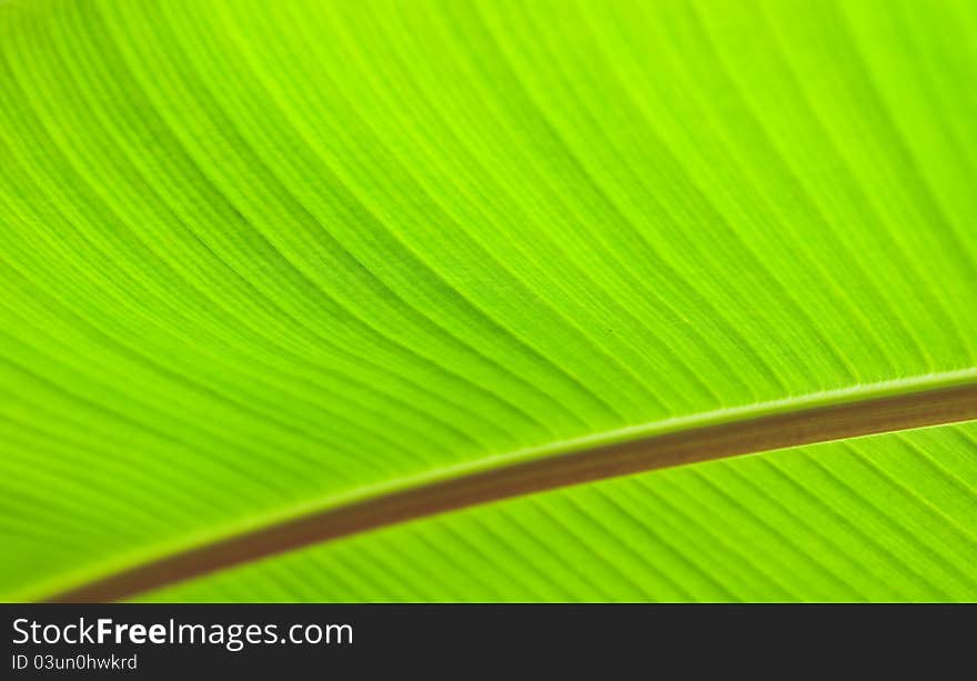 Green leaf abstract nature background