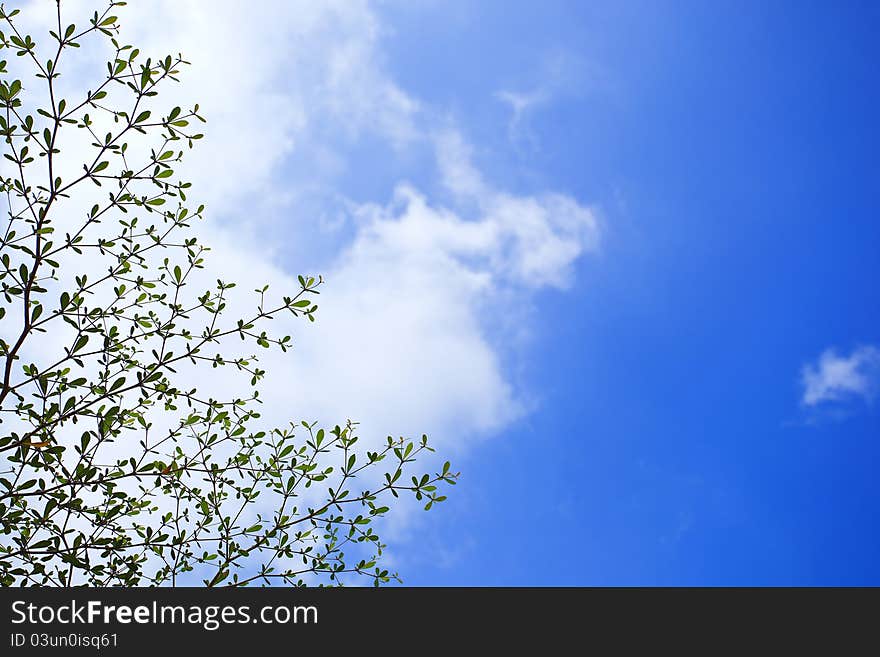 Tree frame background on white & blue sky. Tree frame background on white & blue sky