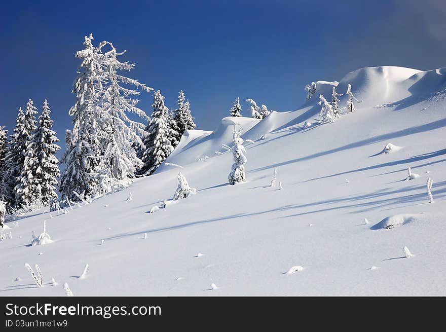 Winter landscape with fur-trees and fresh snow. Ukraine, Carpathians