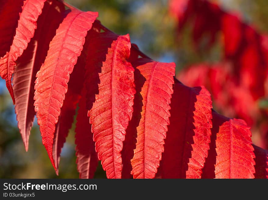 Background of red autumn leaves