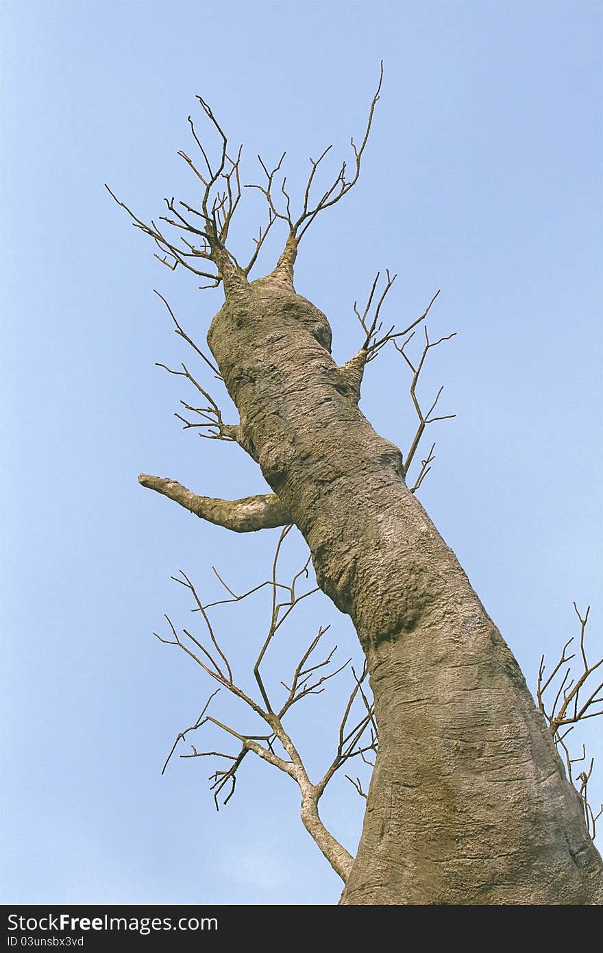 Baobab tree against blue sky, view from below