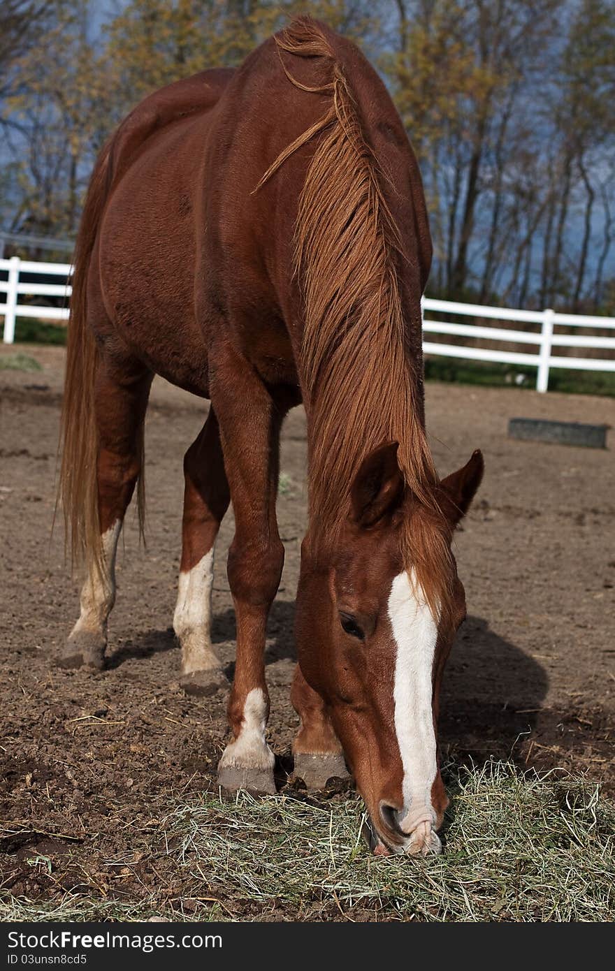 Horse Eating