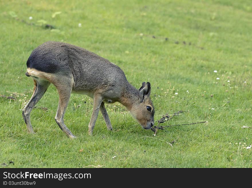 Mara pasturing on a green grass lawn