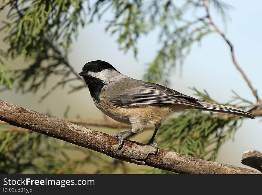 Perched on a tree branch checking to see if the bird feeder is safe to fly too. Perched on a tree branch checking to see if the bird feeder is safe to fly too.