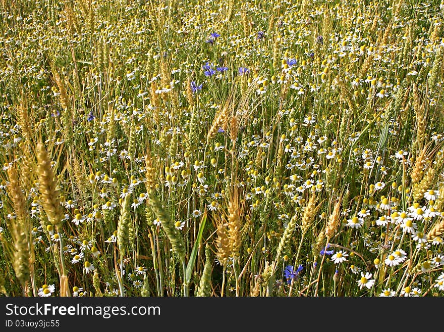 Chamomile Fields