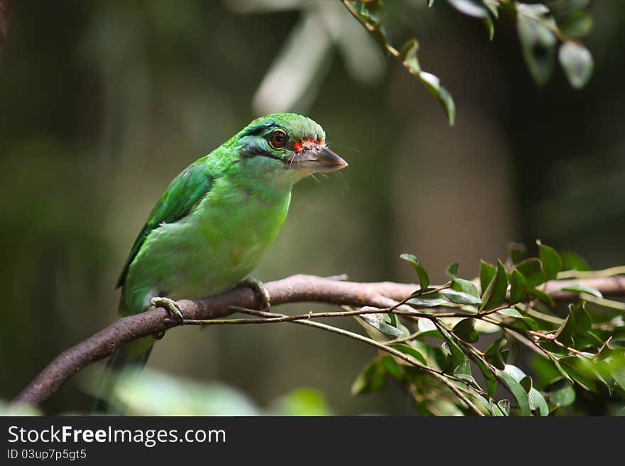 Moustached Barbet green bird close-up