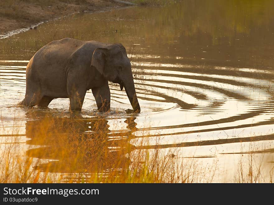 Elephant in pond