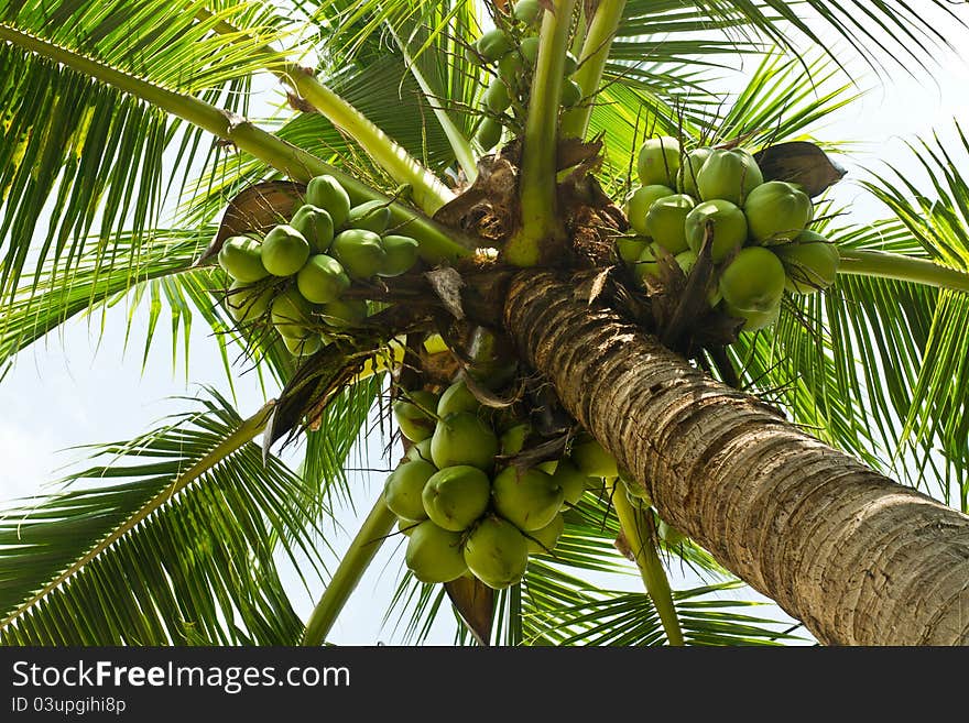 Bunch of coconuts on coconut tree. Bunch of coconuts on coconut tree