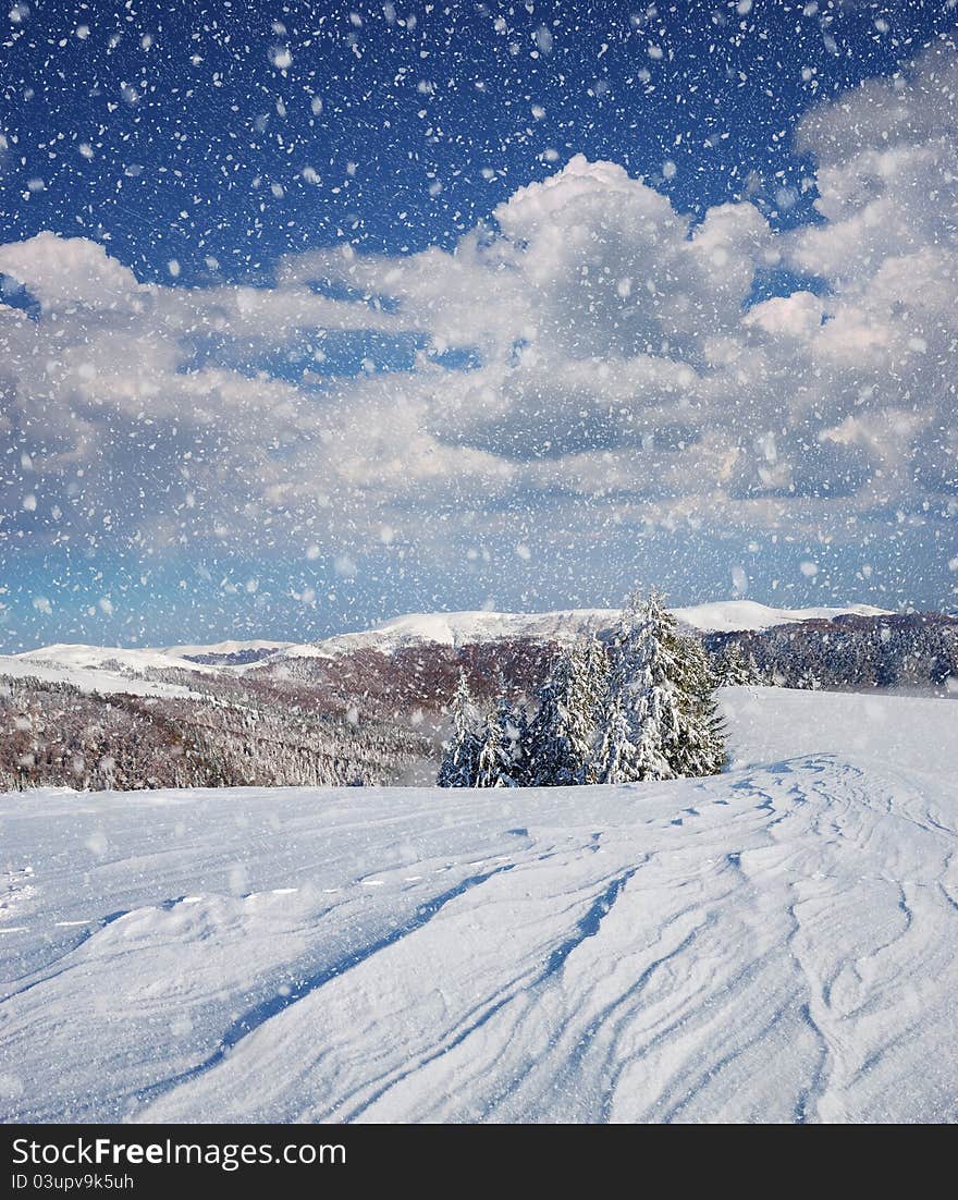 Winter landscape with fur-trees and fresh snow. Ukraine, Carpathians