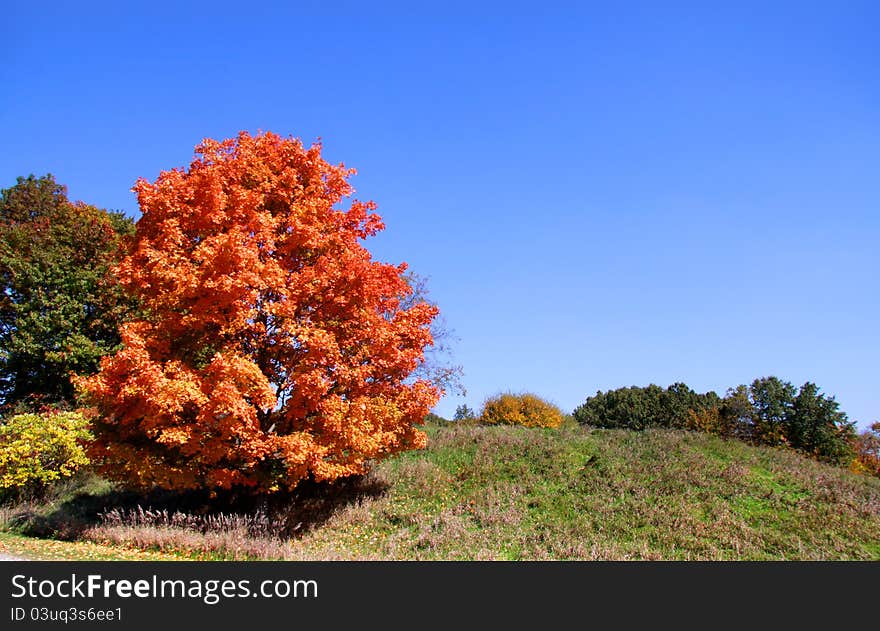 Bright orange color autumn tree in the park. Bright orange color autumn tree in the park