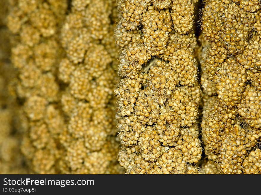 The close-up of millet ears