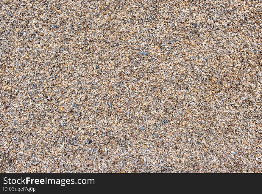 Abstract background of the shell on the beach. Abstract background of the shell on the beach