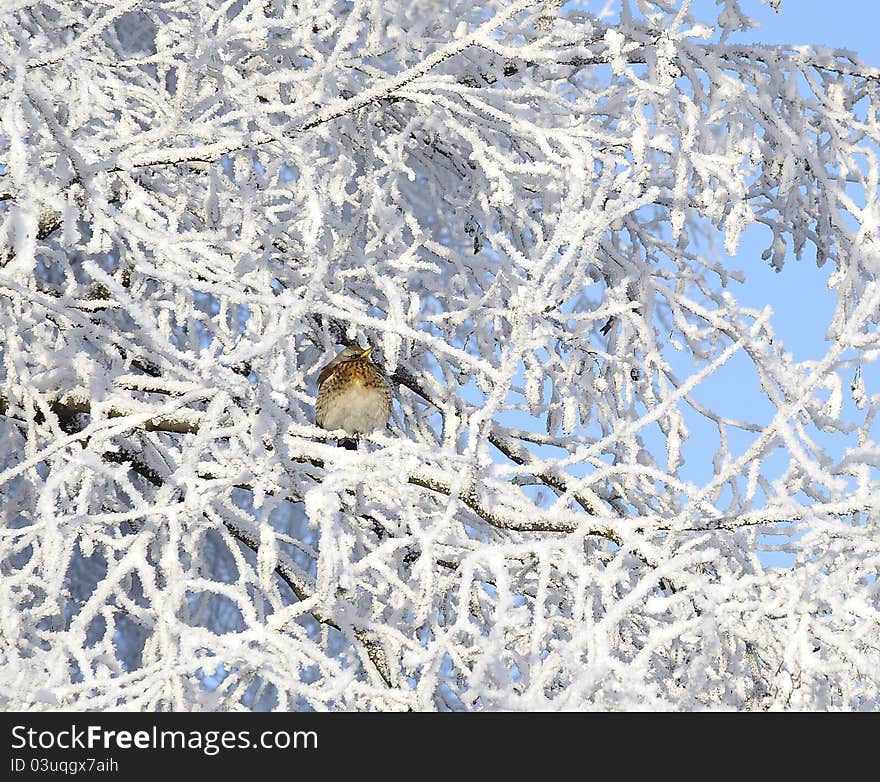 Bird On Tree Branch  In The Winter