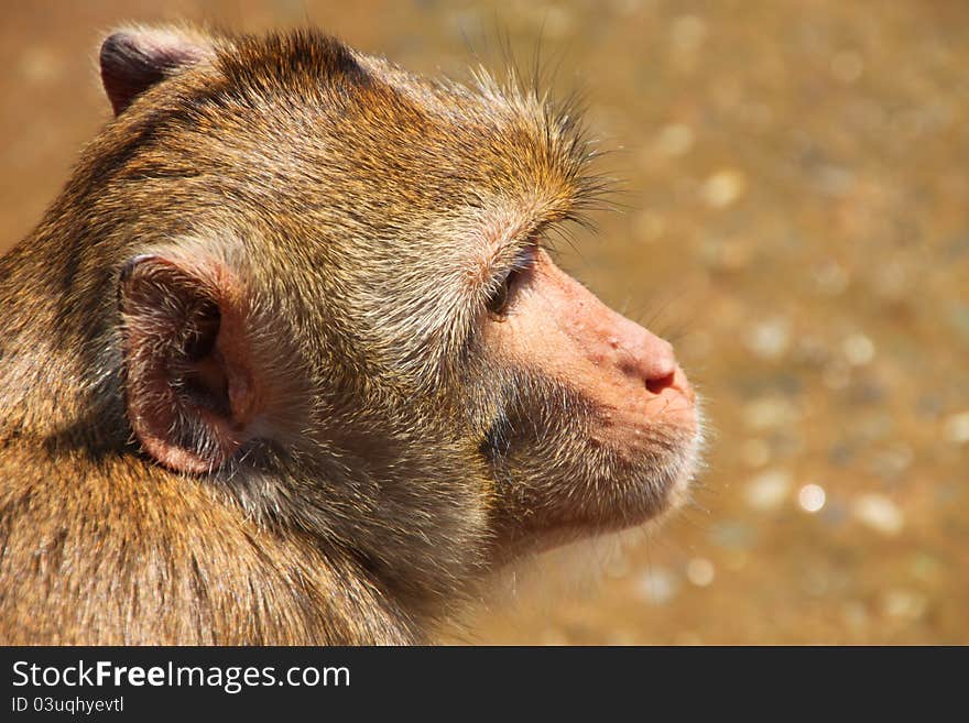 Close up face of Long-tailed Macaque or crab-eating monkey. Close up face of Long-tailed Macaque or crab-eating monkey