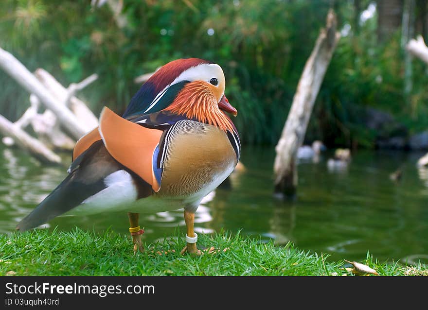 Mandarin duck