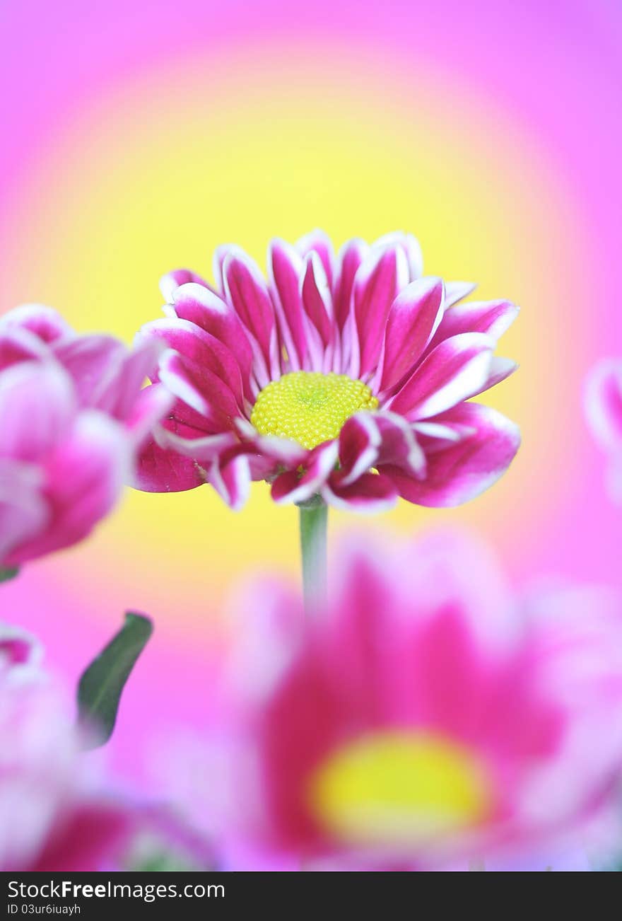 Close-up of pink chrysanthemum flower