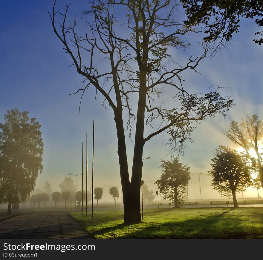 Misty Morning In A Park