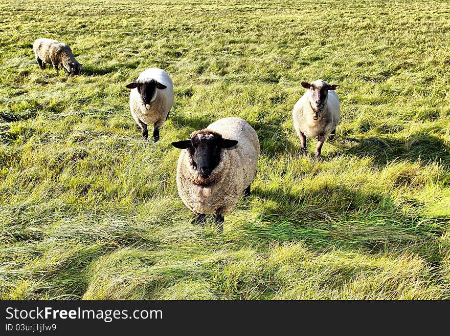 Sheep on a meadow