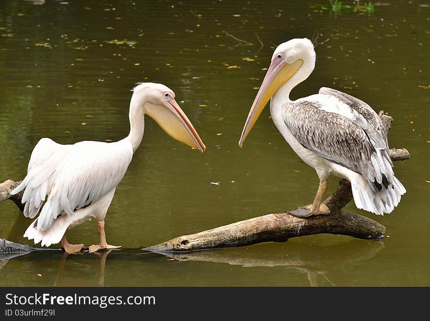 Pelican and Great White Pelican