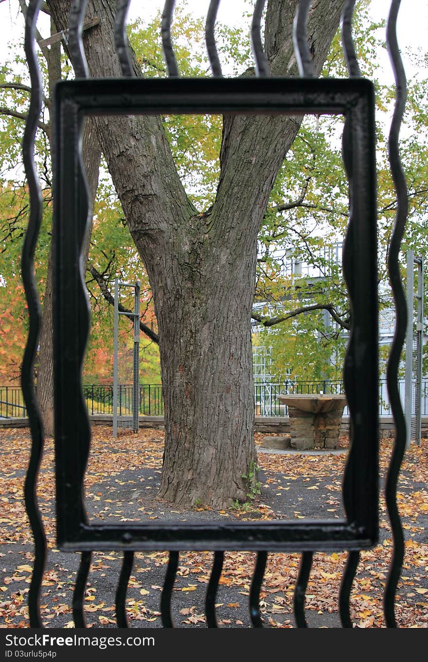 Tree at fall view trough an iron fence. Tree at fall view trough an iron fence