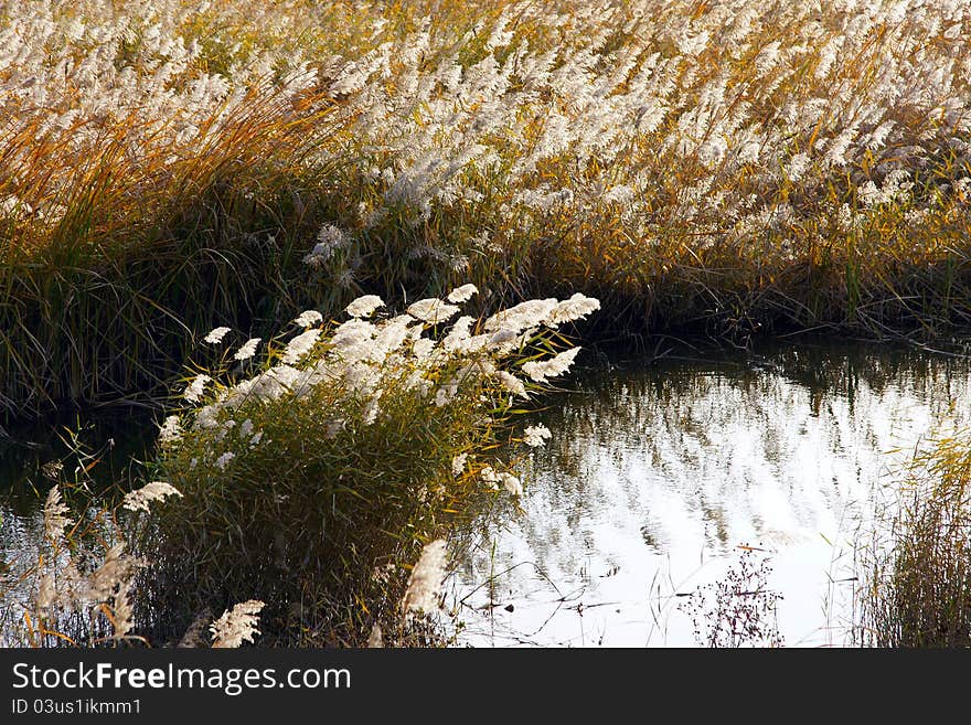 Autumnal bulrush