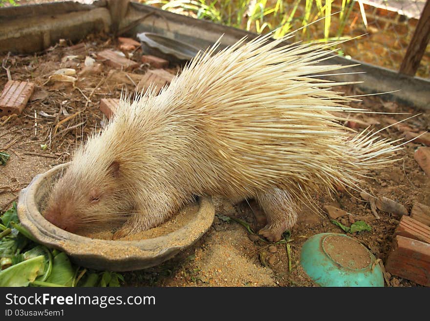 Porcupine