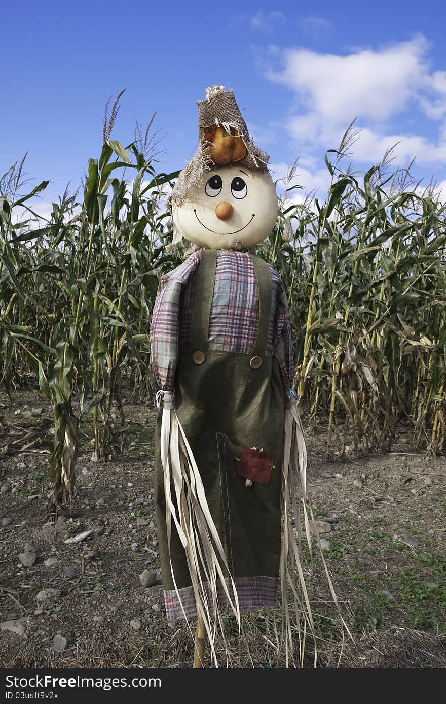 A smiling scarecrow protects a corn and pumpkin field on days leading up to Halloween. A smiling scarecrow protects a corn and pumpkin field on days leading up to Halloween.