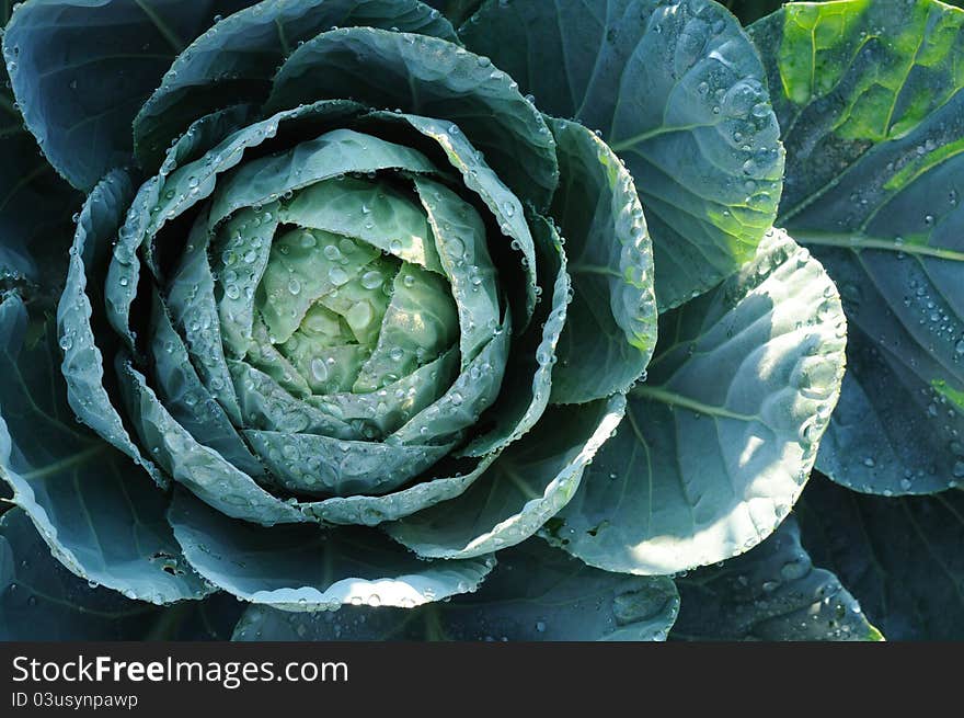 Cabbage