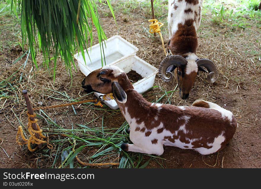 Two young diary goats on the farm