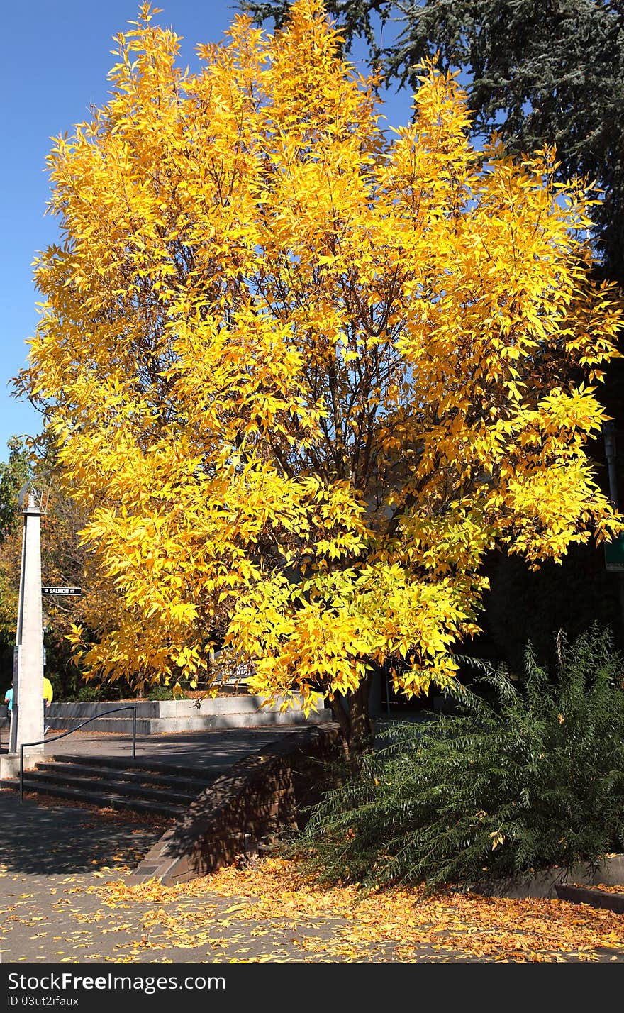 Autumn foliage, Portland Oregon.