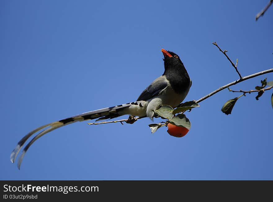 Red - billed Blue Jays in the persimmon tree foraging. Red - billed Blue Jays in the persimmon tree foraging