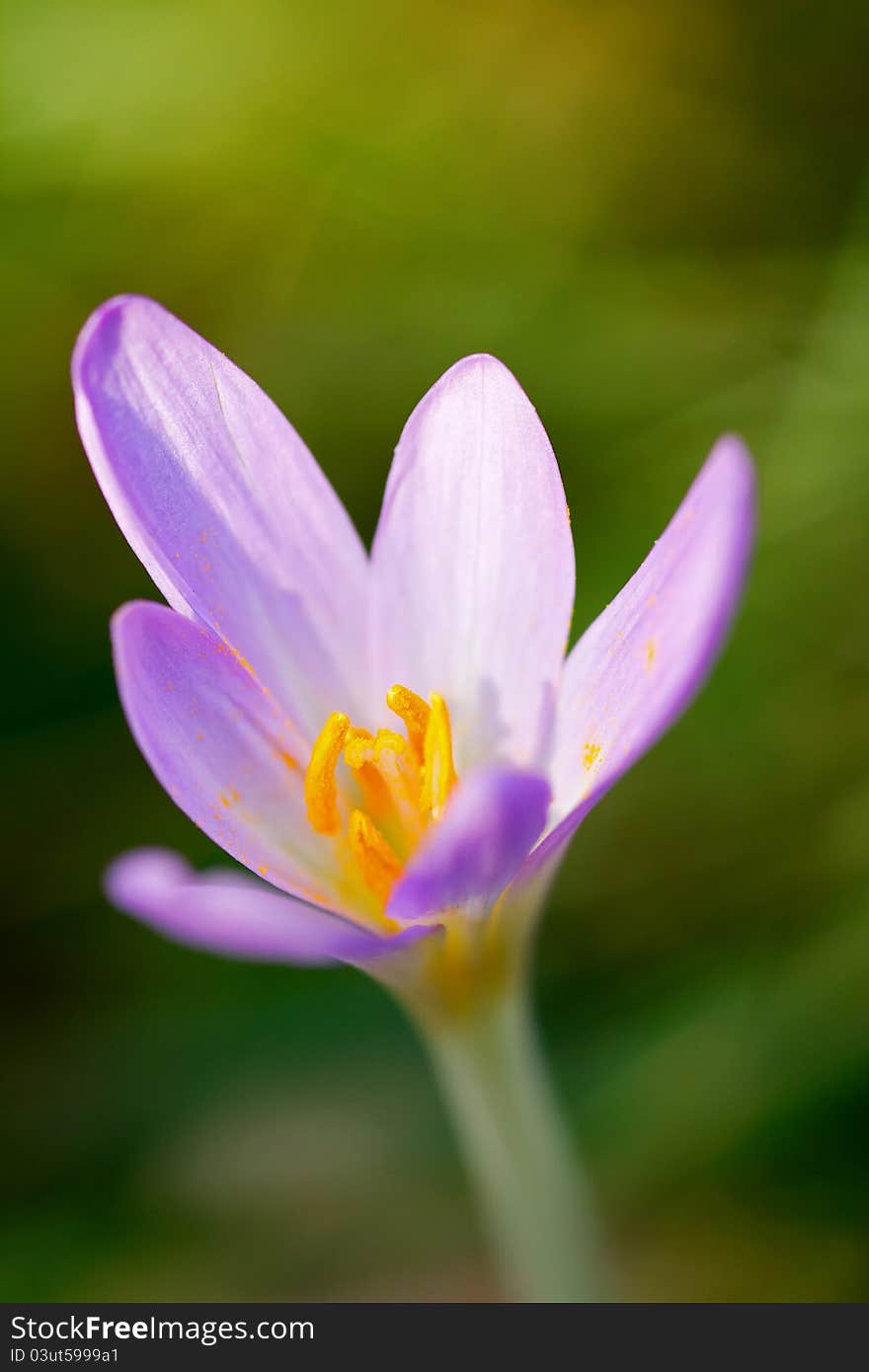 Nice dewy flower in the autumn (Colchicum autumnale)