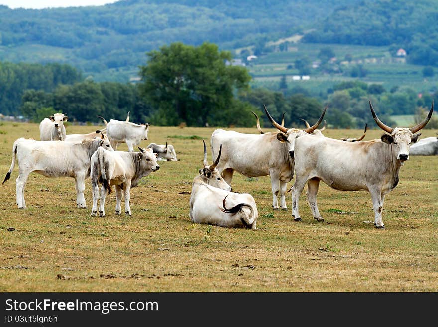 Beautiful Hungarian grey bulls in the field. Beautiful Hungarian grey bulls in the field