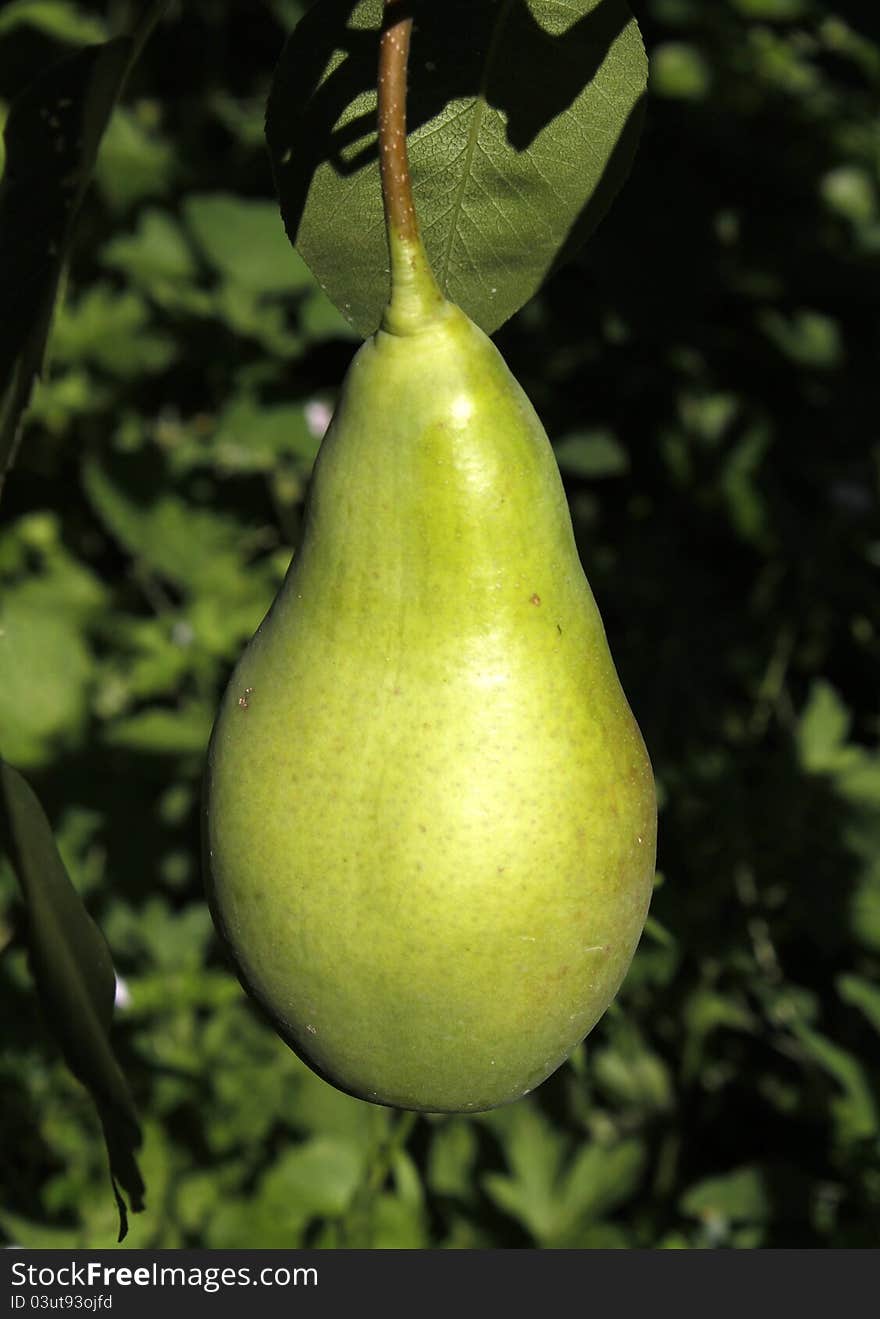 A green pear hanging on a branch