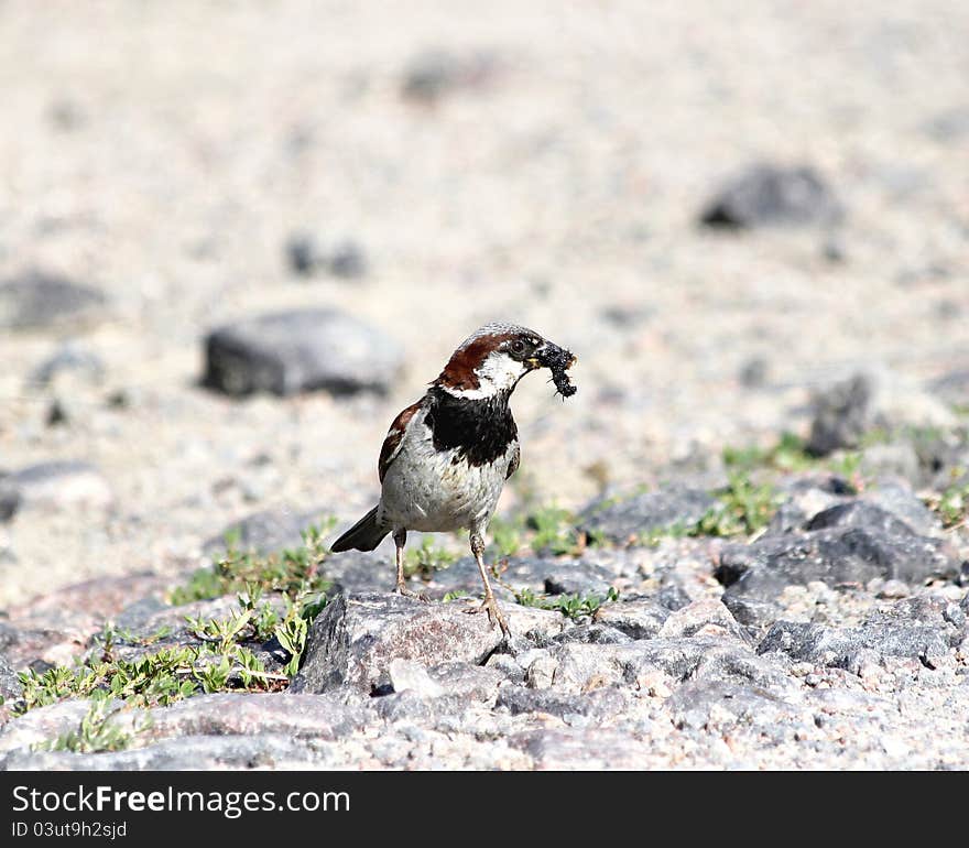 Sparrow on the road