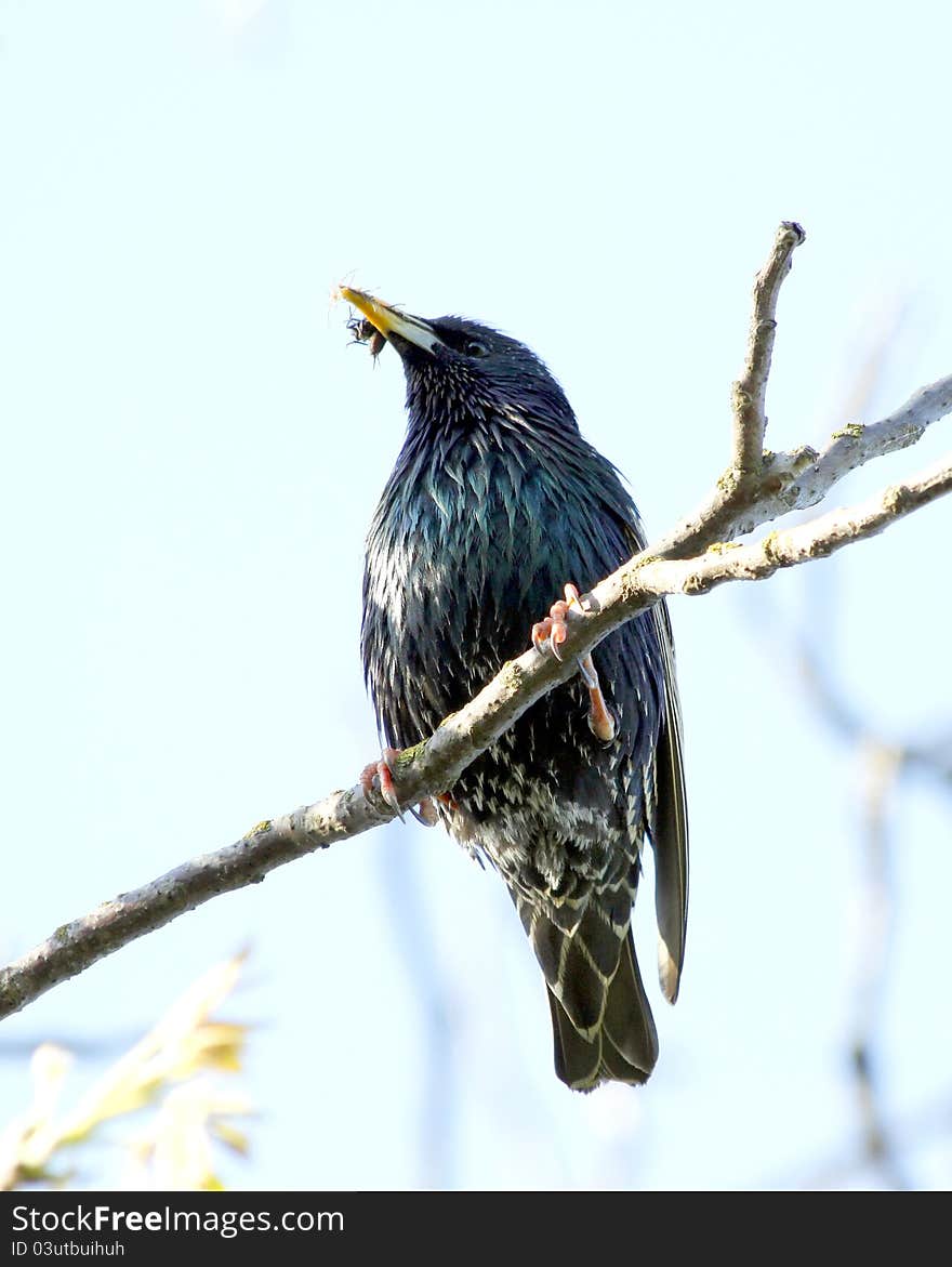 Starling sitting on a branch