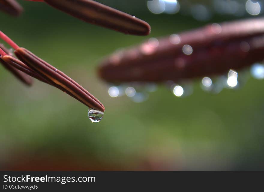 Dewdrop