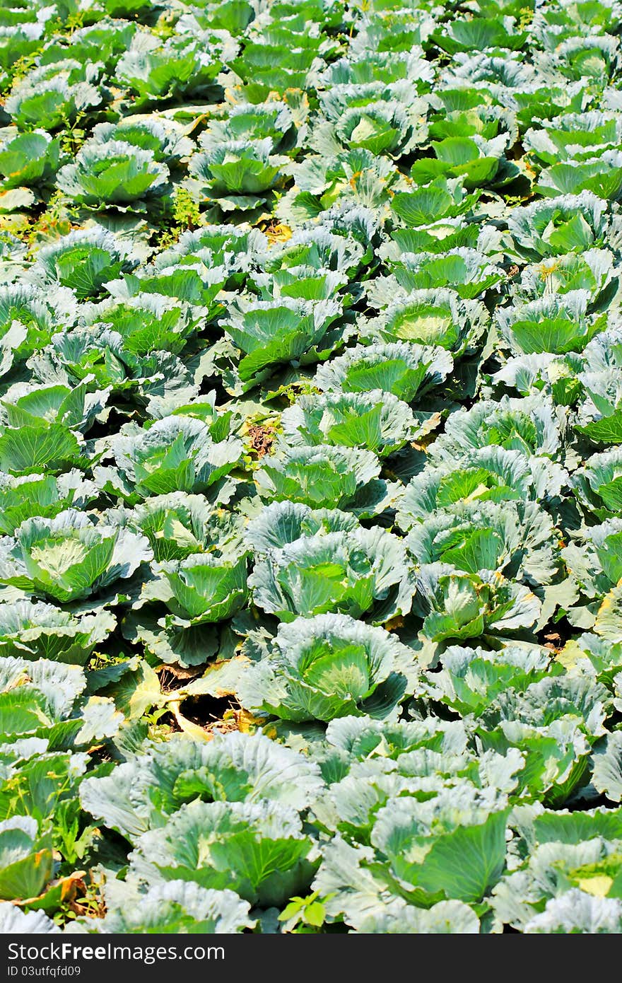 Vegetable garden cabbage atop a high mountain in northern Thailand