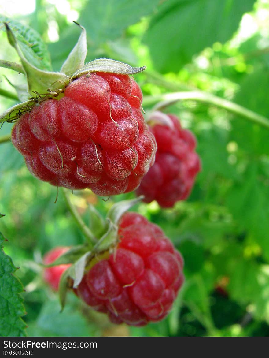 Three raspberries on a bush with leaves. Three raspberries on a bush with leaves