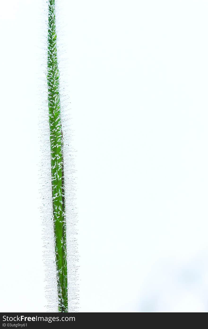 Ice drops down on the grass. On top of high mountains