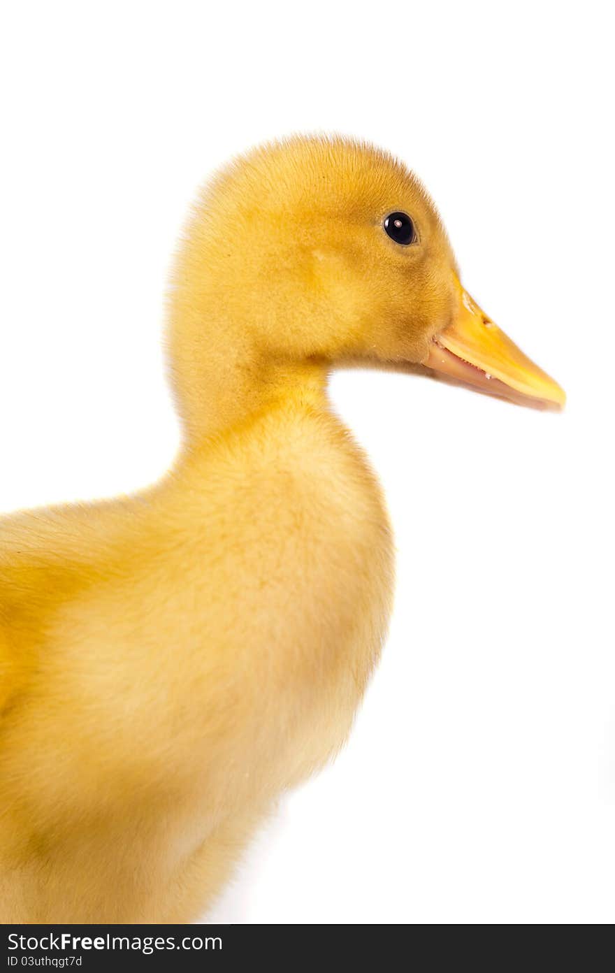 Duckling on the isolated white background