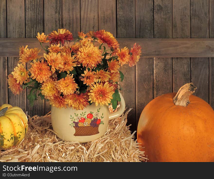 Autumn Mums In A Pot