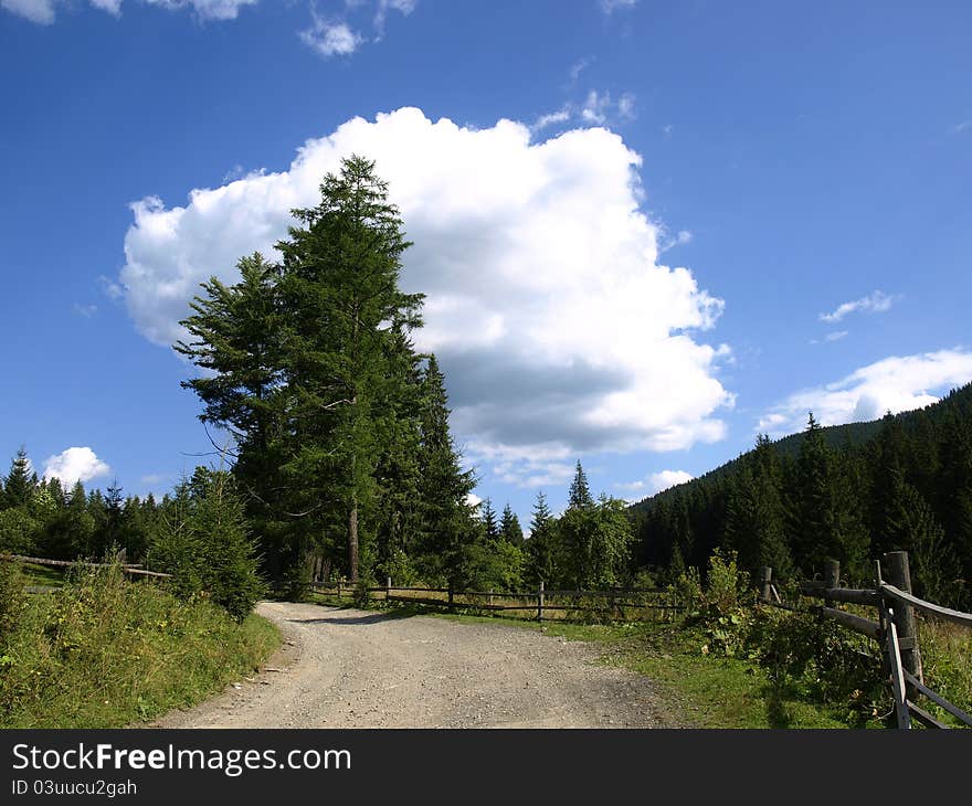 Road and firs