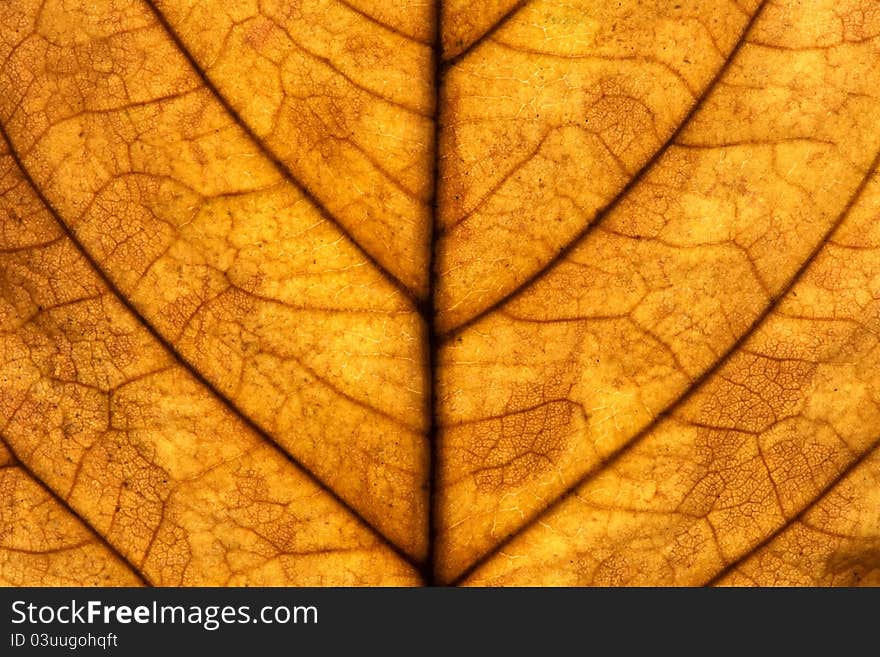 Macro texture of a yellow walnut leaf. Macro texture of a yellow walnut leaf