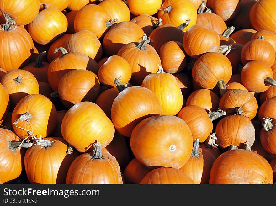 Many bright orange carving pumpkins for sale outdoors on a sunny autumn day. Many bright orange carving pumpkins for sale outdoors on a sunny autumn day.