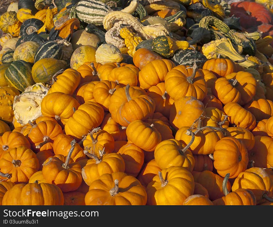 Pile of pumpkins and gourds at a market