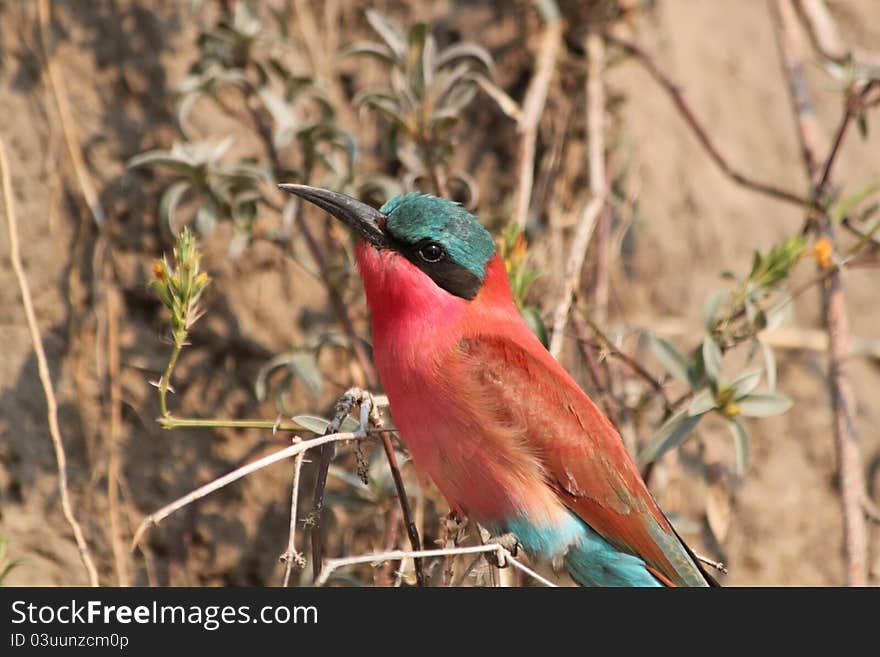 Beeeater in Botswana