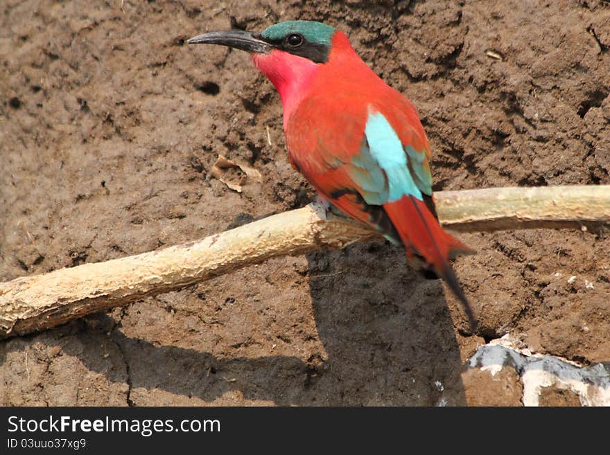 Beeeater In Africa