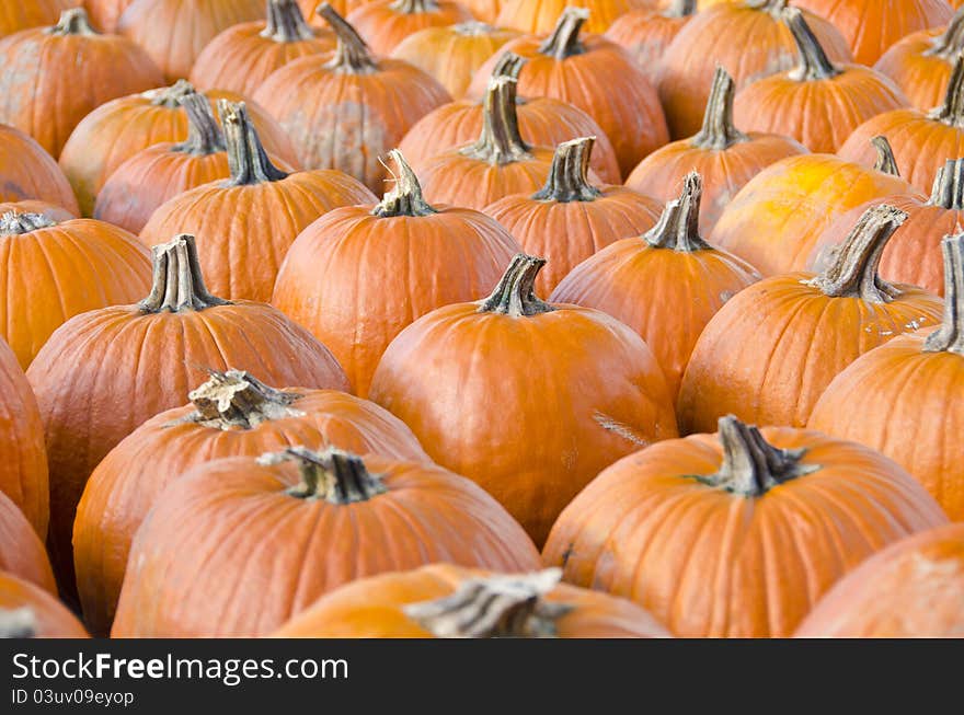 Pumpkins in an Open Air Market