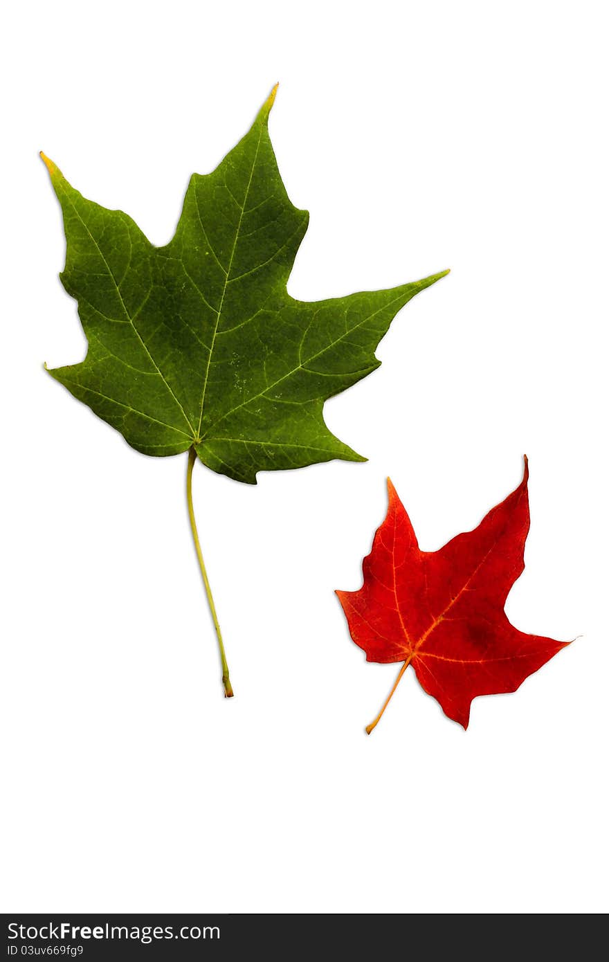 Colorful maple leaves isolated on a white background. Colorful maple leaves isolated on a white background.